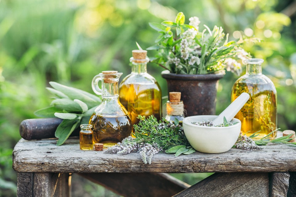 Nature's Healing Touch: Exploring Herbal Analgesics with Andrographis paniculata