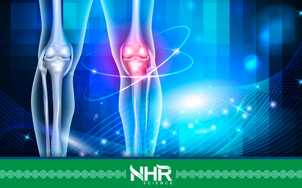 Preserving Knee Function – Andrographis Steps In!