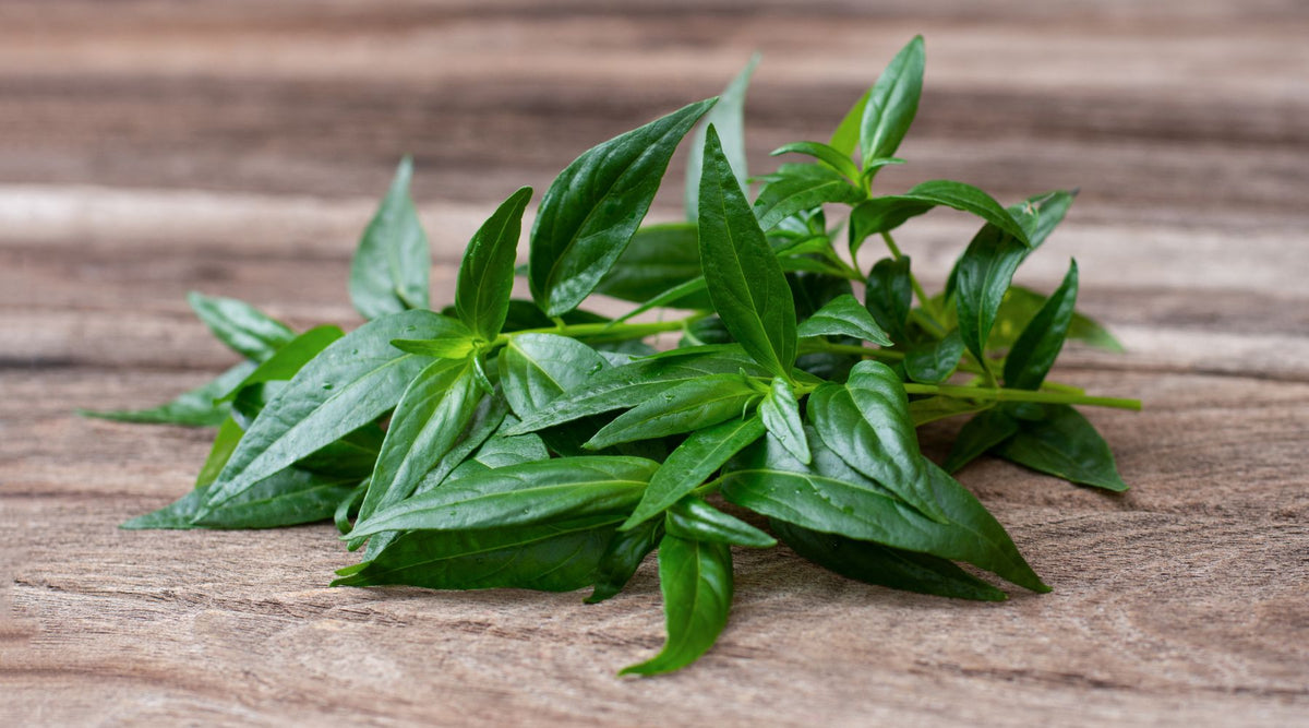 Unveiling the Healing Power of Andrographis: A Natural Solution for Pain Relief