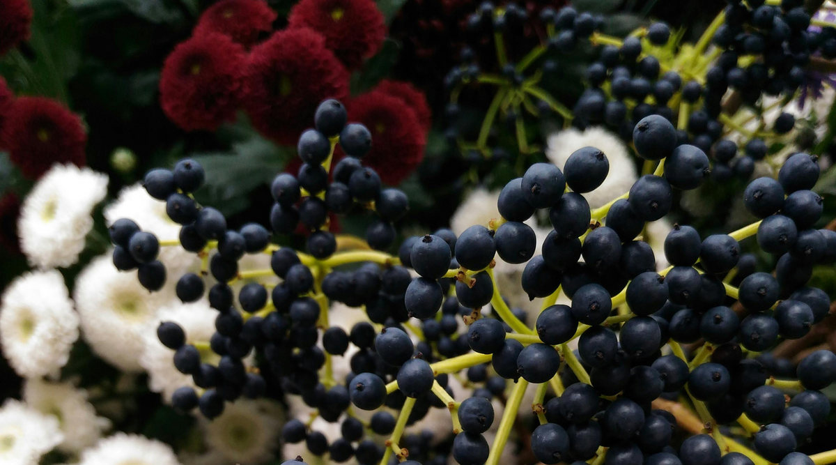 Exploring the Remarkable Benefits of Elderberry Powder