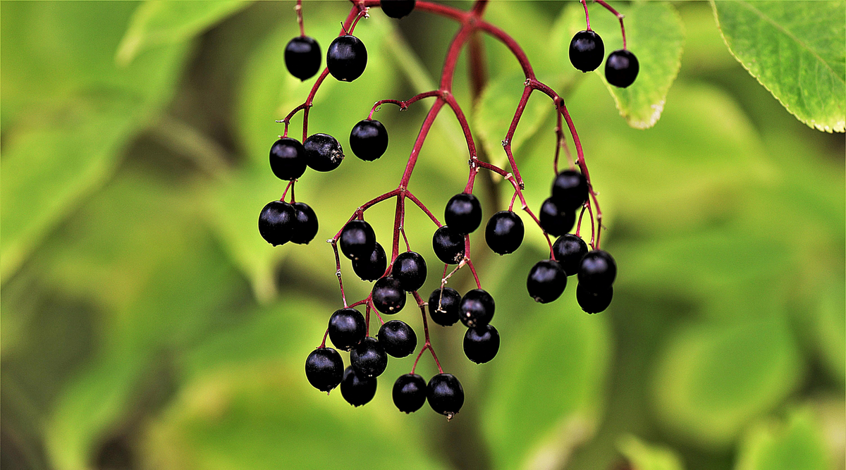 Empowering Your Immune System: The Elderberry Advantage