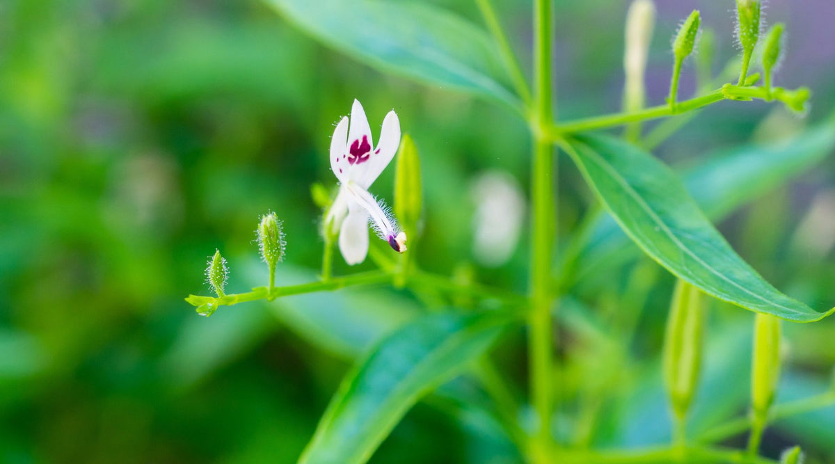Exploring the Benefits of Andrographis Extract Capsules