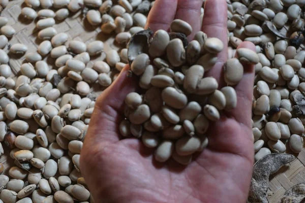 Unveiling the Efficacy: A Close Look at Velvet Bean Reviews