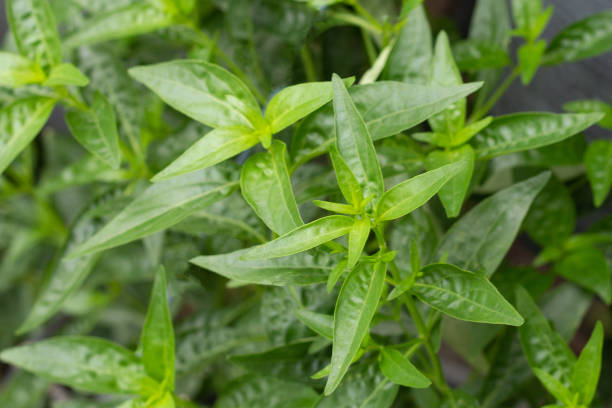 Nature's Pharmacy: Exploring Botanical Solutions with Andrographis