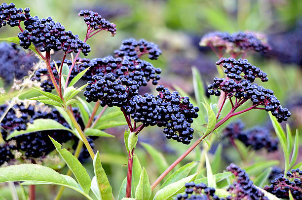 Empowering Your Immune System: The Elderberry Advantage