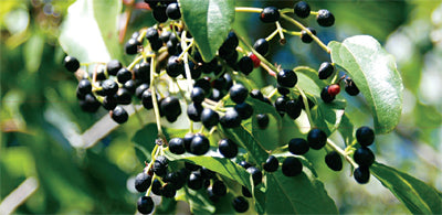 A ‘Berry’ Healthy Immune Ingredient