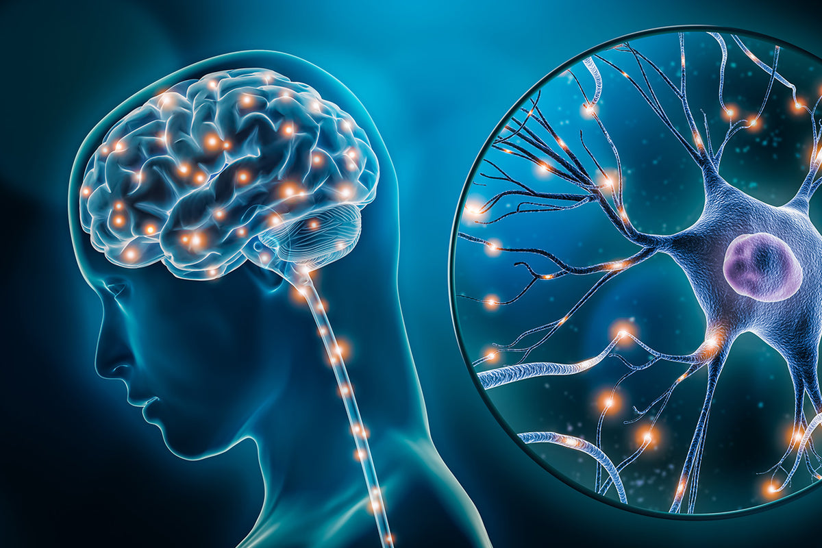 Elevating Well-Being: The Serotonin Connection with Tongkat Ali