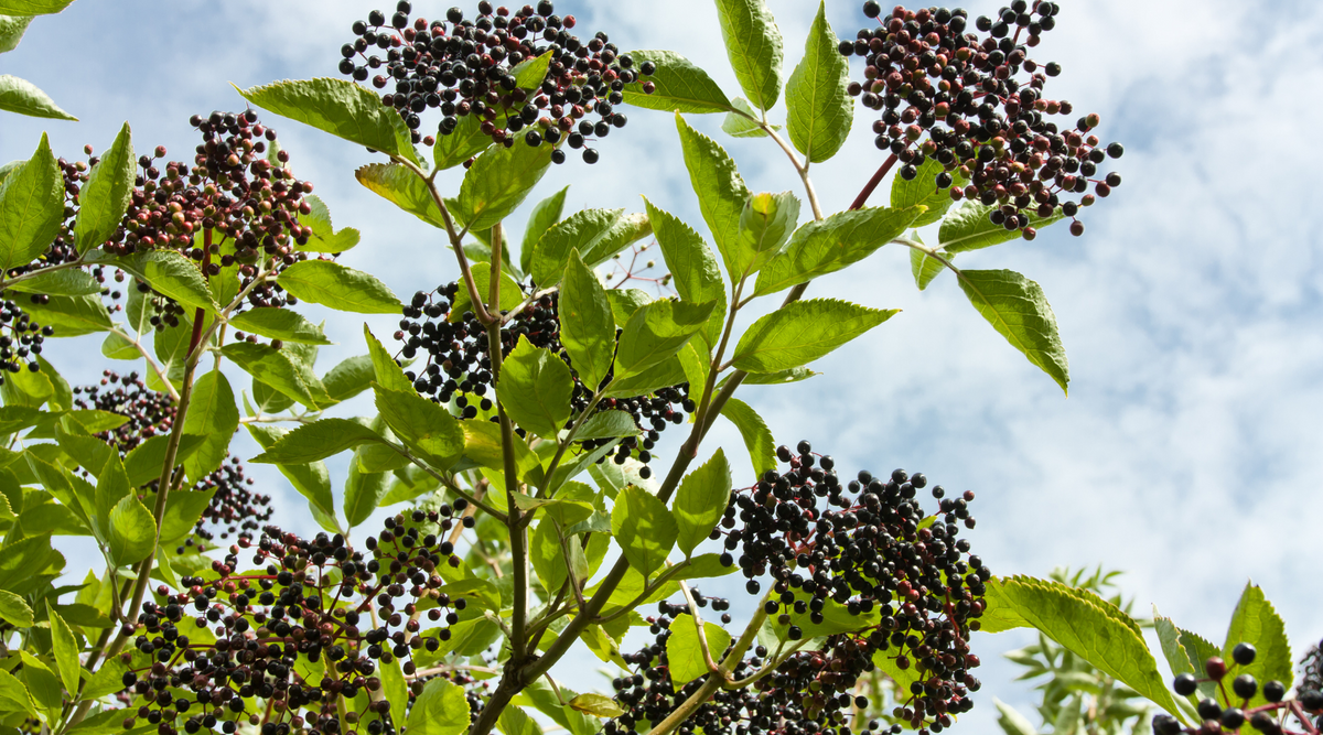 Unlocking the Power of Elderberry: Nature’s Immune Booster