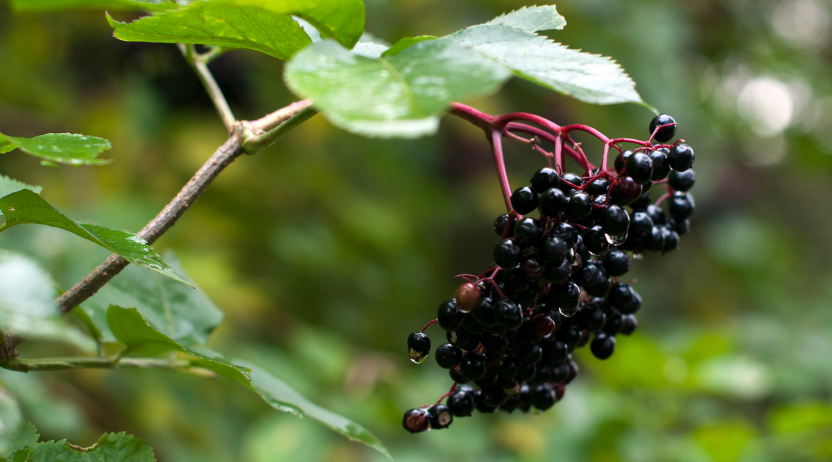 Unveiling the Wellness Wonders: Why Elderberry Is Elderberry Good for You