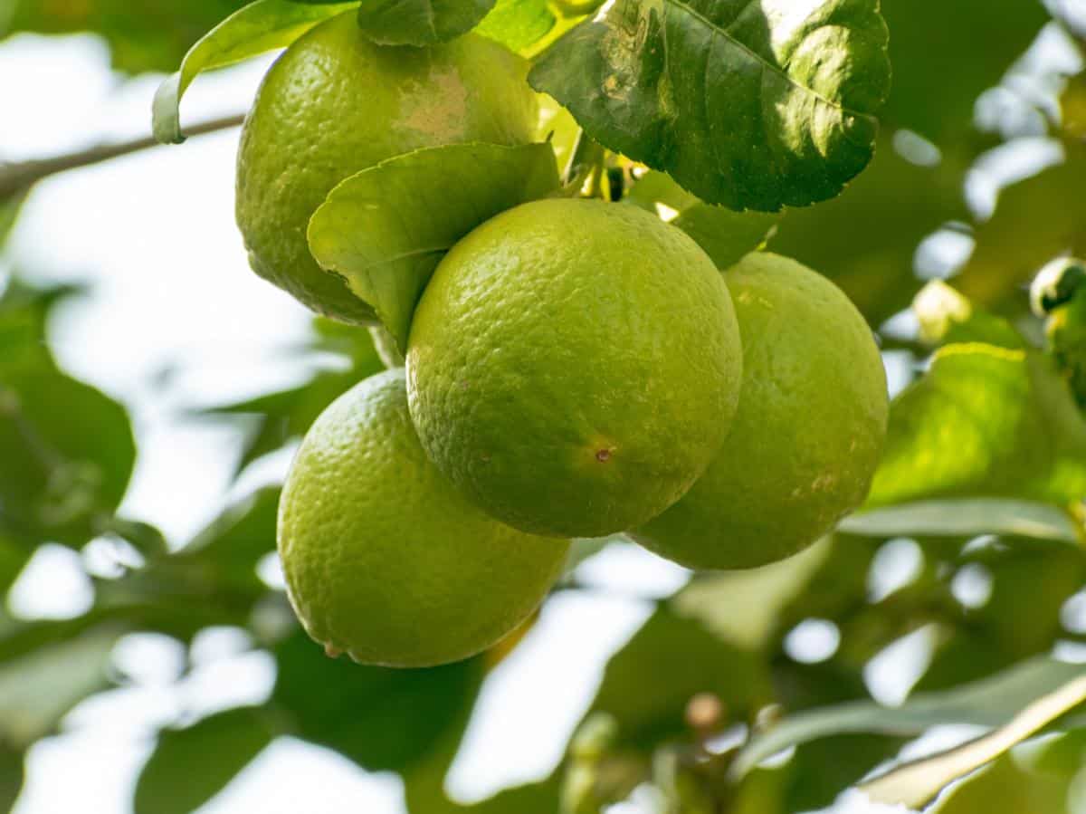 Citrus Marvel: Bergamot's Role in Nurturing Healthy Lipid Levels