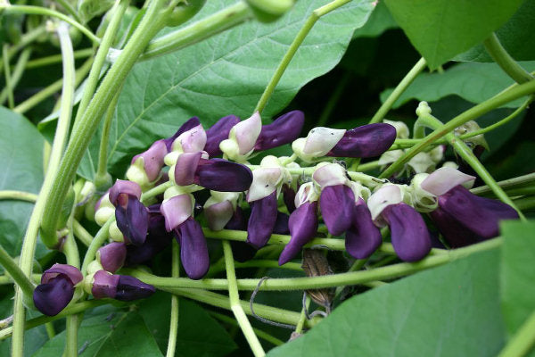 Harnessing Nature's Bounty: The Comprehensive Guide to Velvet Bean Benefits